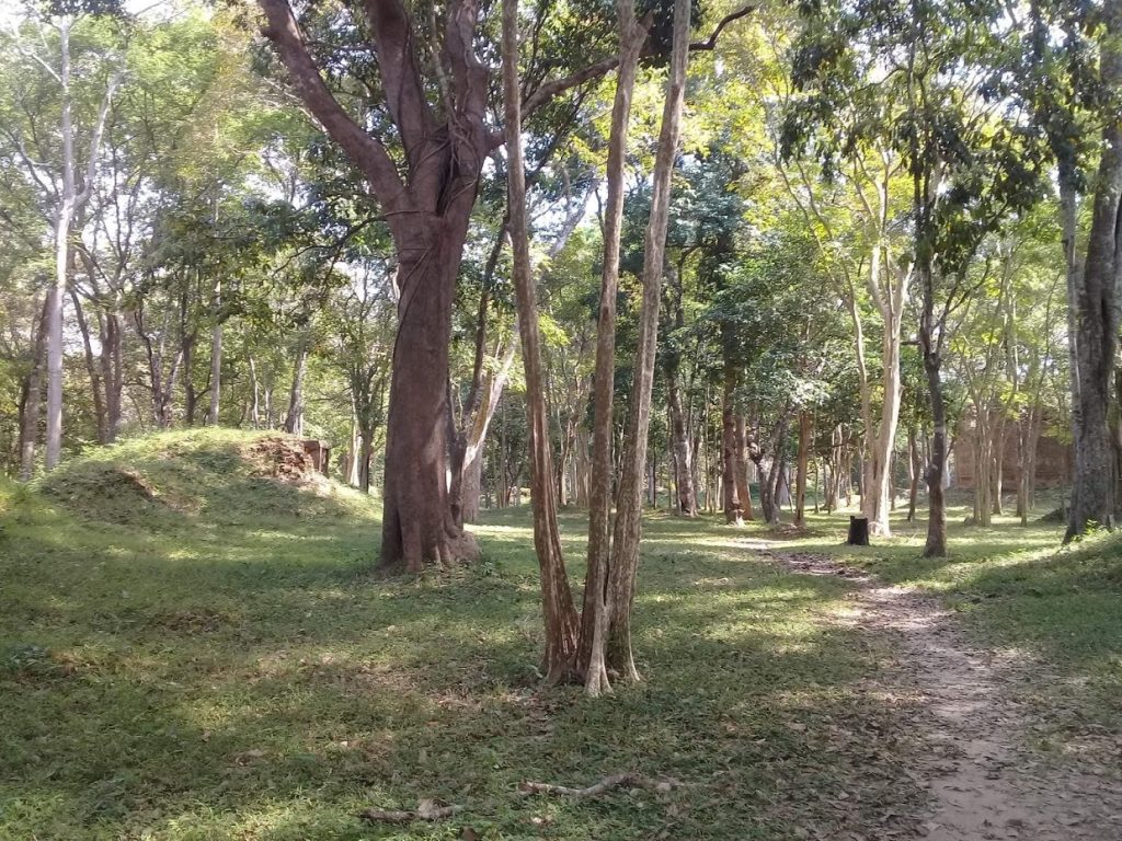 forest in Cambodia