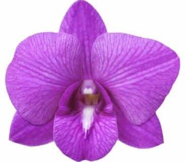 To Grow An Orchid