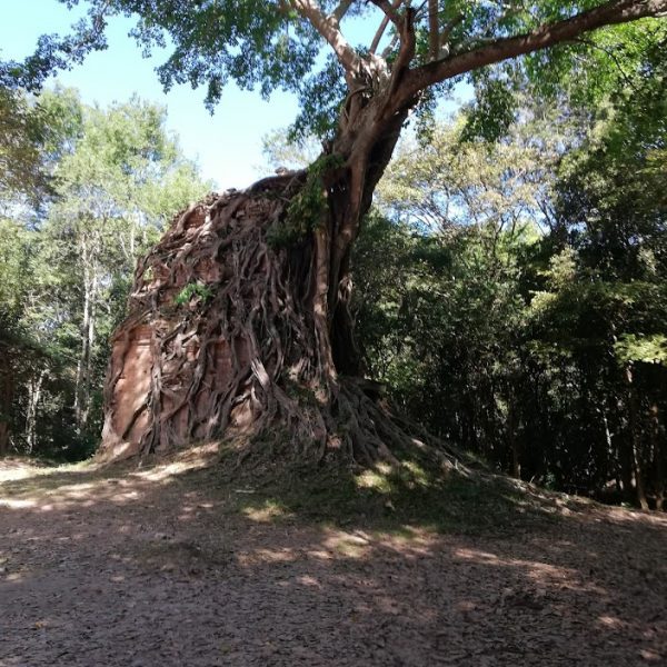 tree covered temple at Sambor Prei Kuk